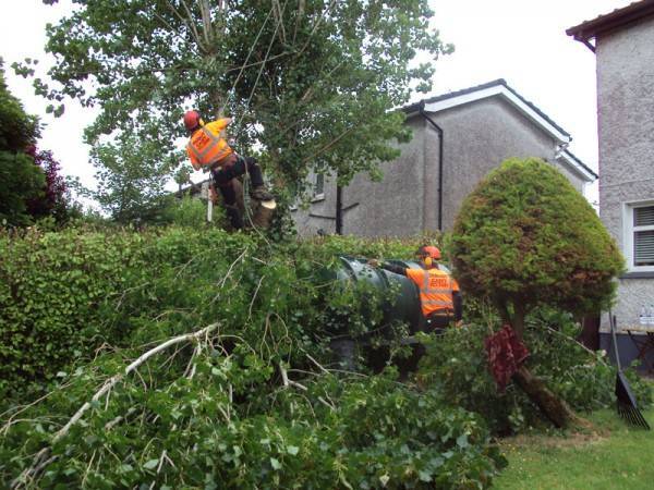 tree-surgery